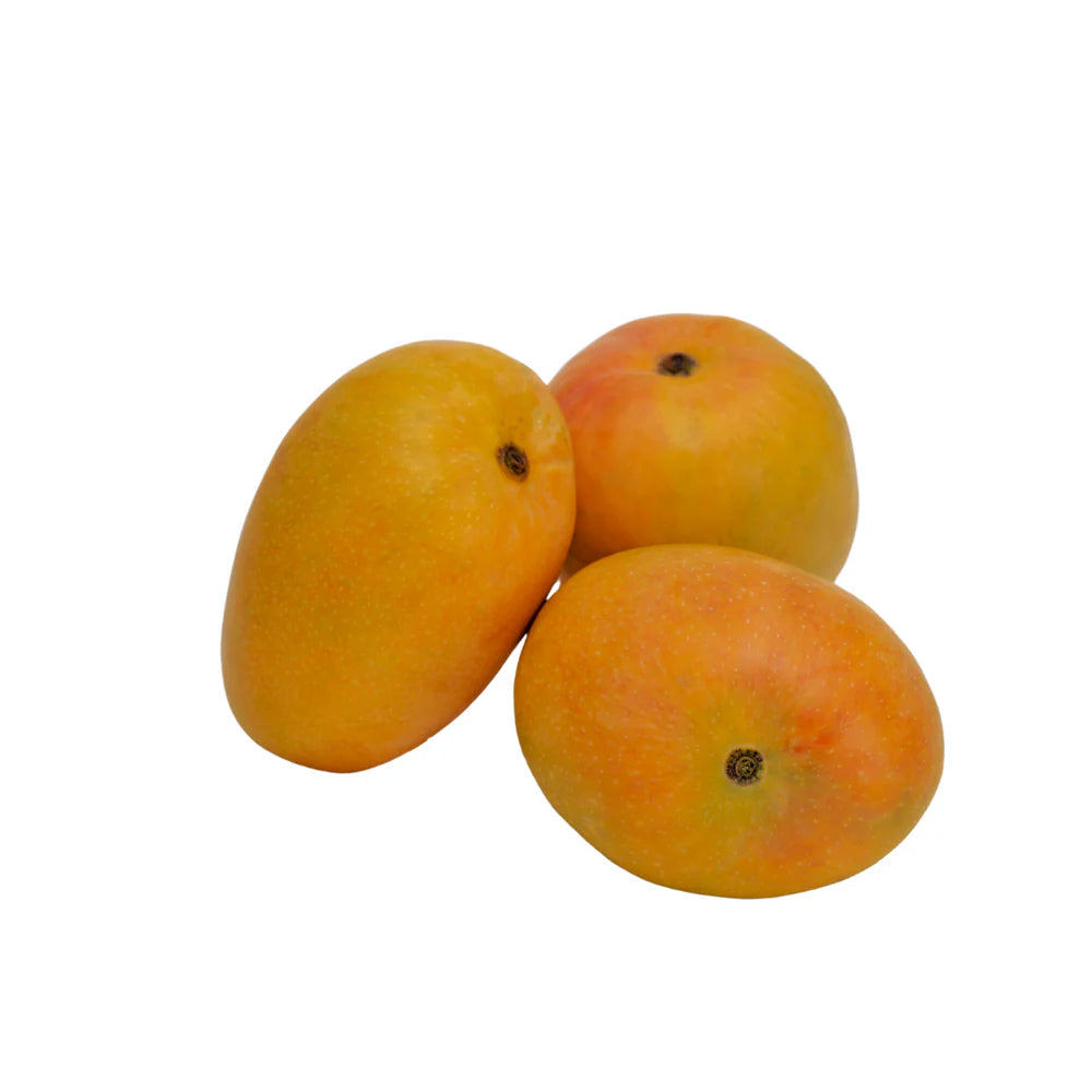 Alphonso mango Mangifera indica seeds for tropical orchard